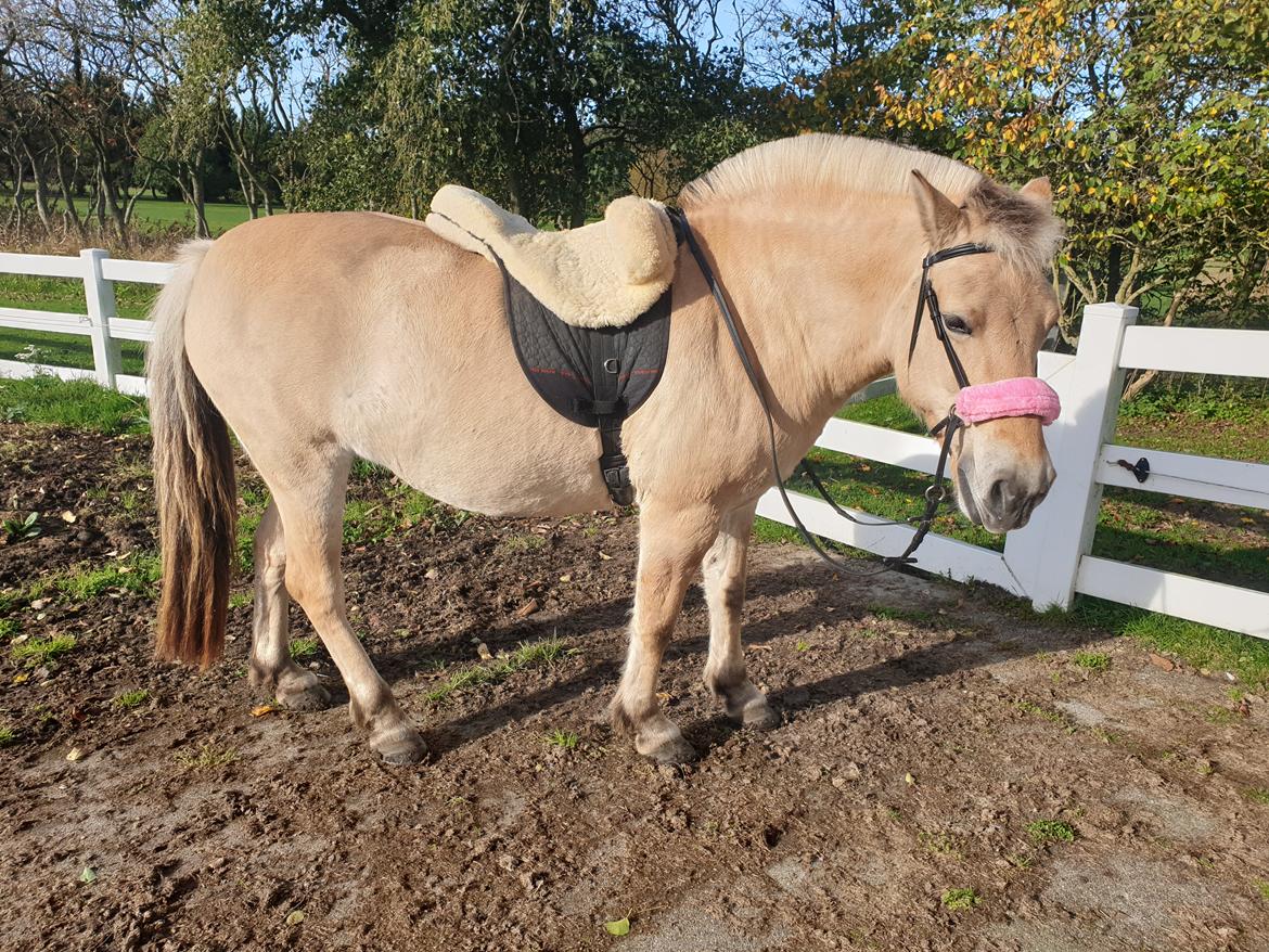 Fjordhest Oblings Annemone billede 19