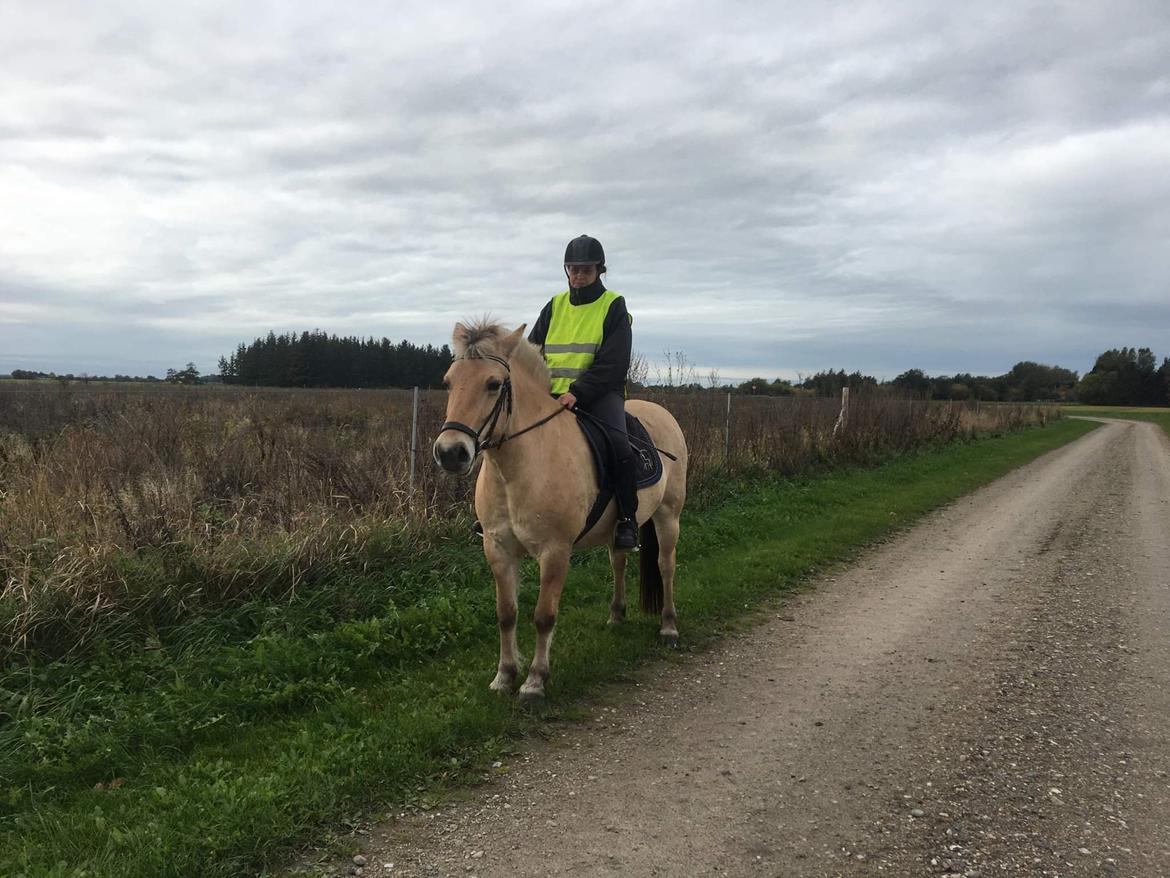 Fjordhest Oblings Annemone billede 20