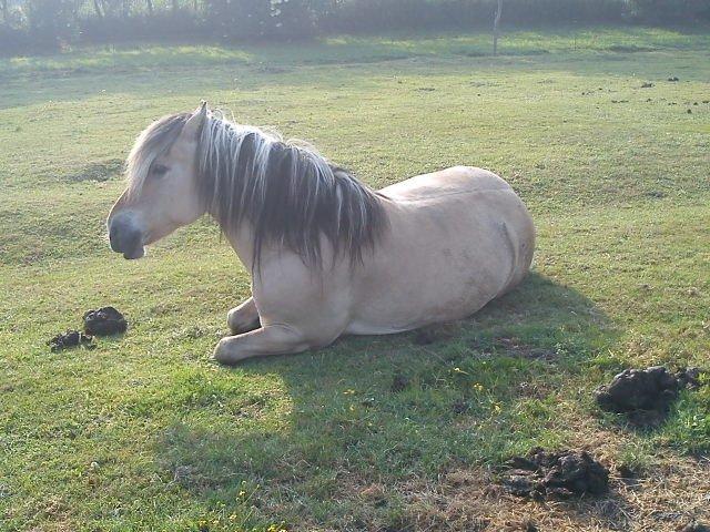 Anden særlig race Fresia billede 2