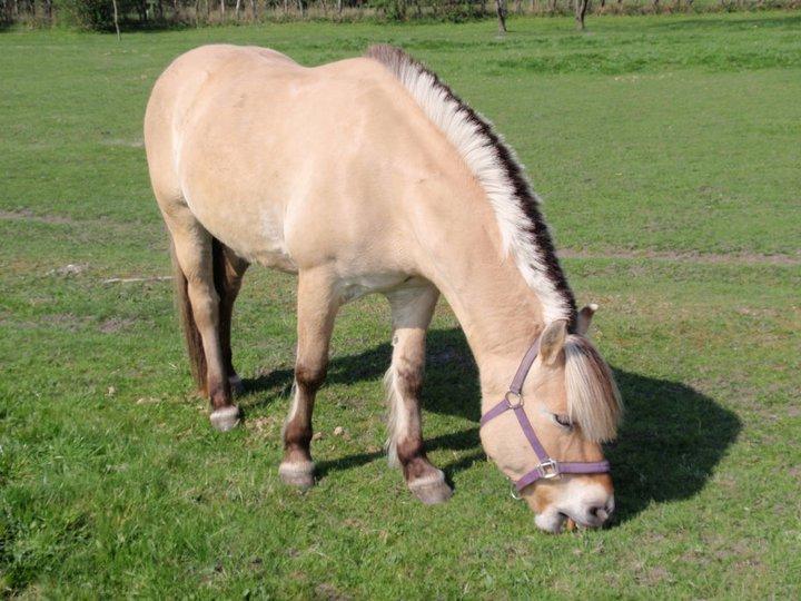 Anden særlig race Fresia billede 3
