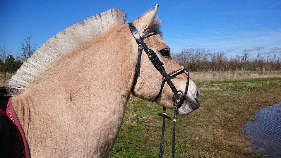 Anden særlig race Fresia billede 5