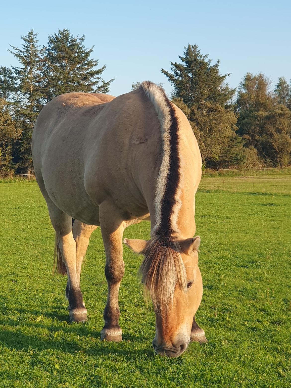Anden særlig race Fresia billede 6