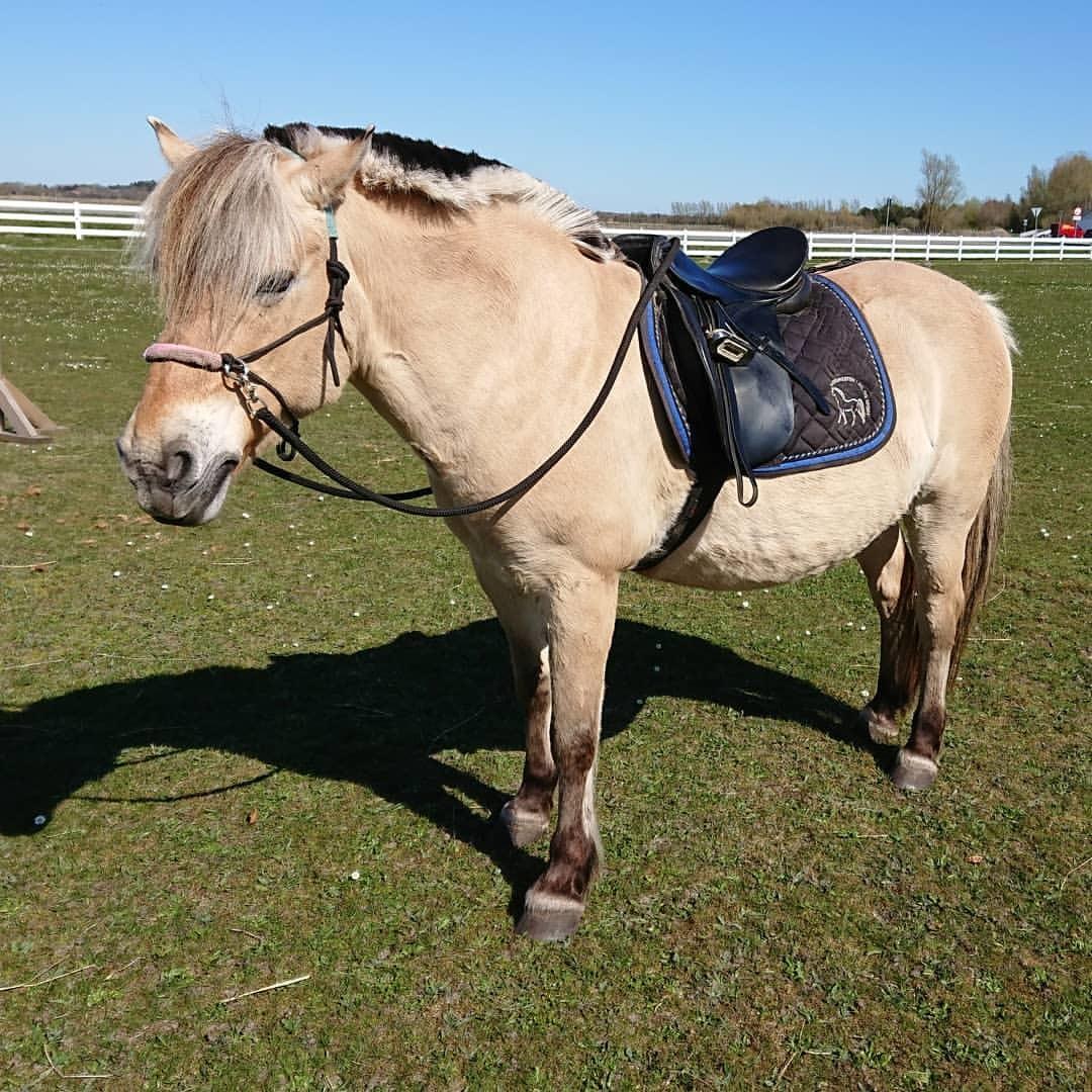 Anden særlig race Fresia billede 7