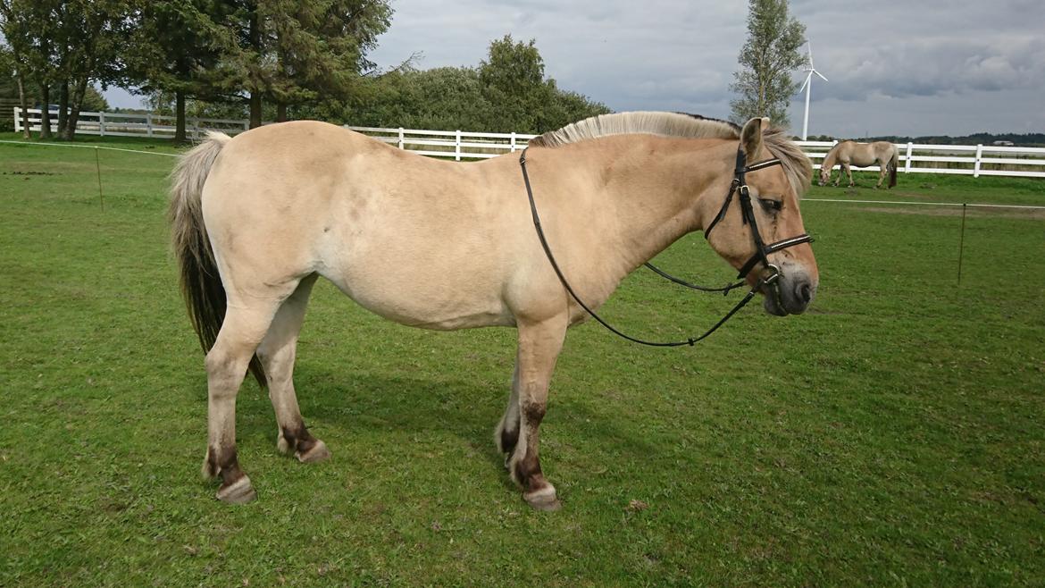 Anden særlig race Fresia billede 8