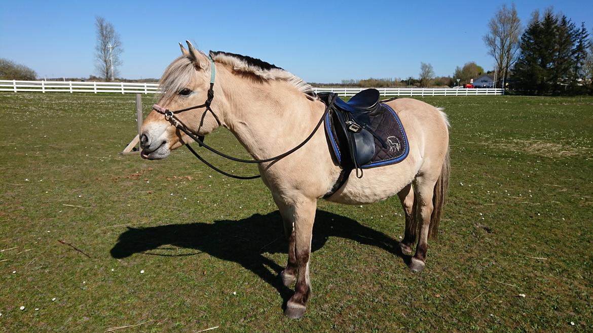 Anden særlig race Fresia billede 9