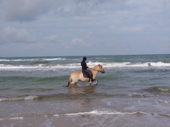 Anden særlig race Fresia billede 10