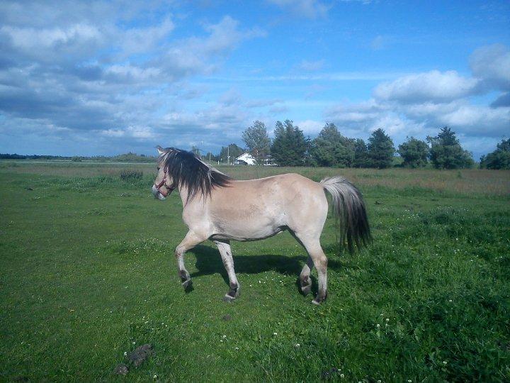 Anden særlig race Fresia billede 11