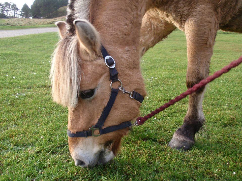 Anden særlig race Fresia billede 13