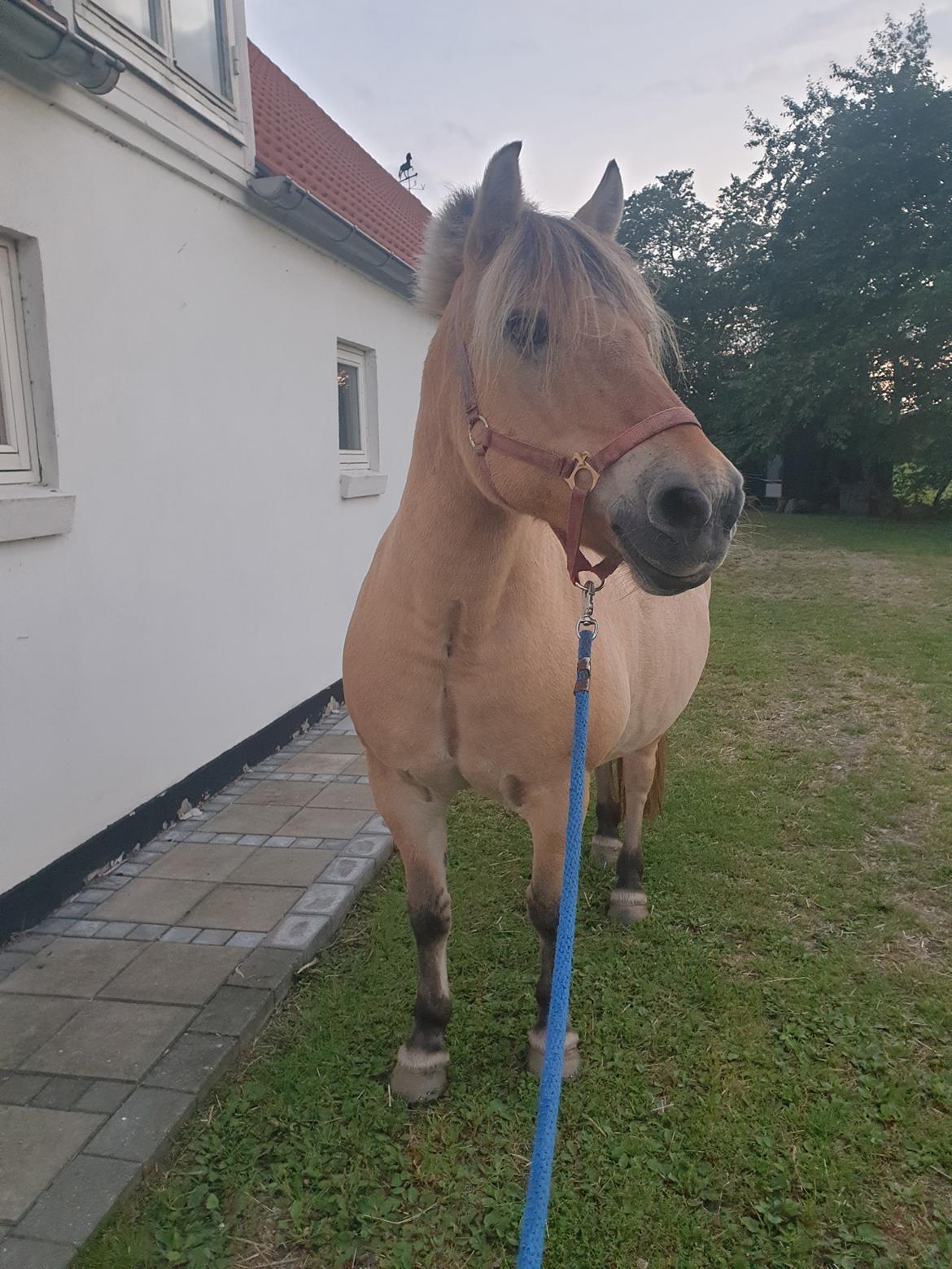 Anden særlig race Fresia billede 14