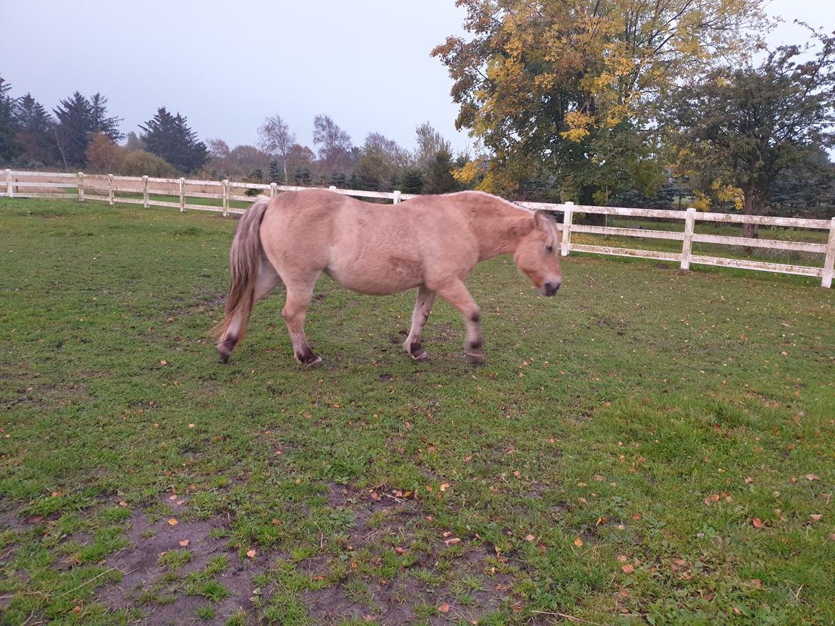 Anden særlig race Fresia billede 15