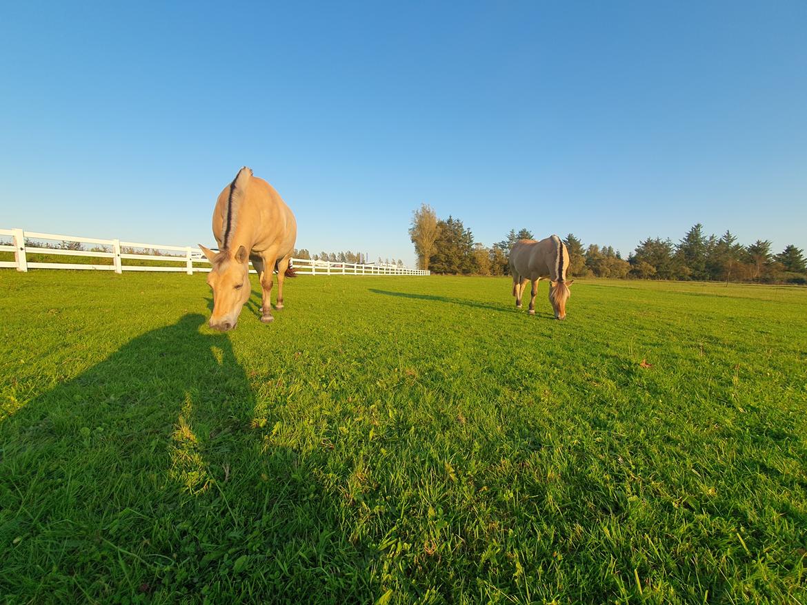 Anden særlig race Fresia billede 16
