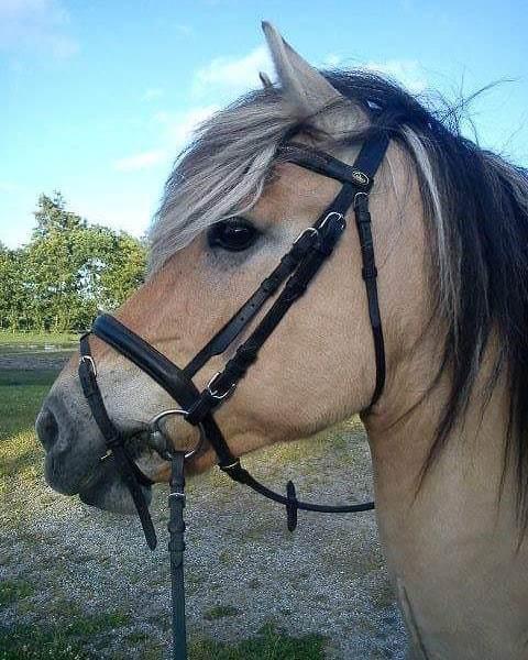 Anden særlig race Fresia billede 17