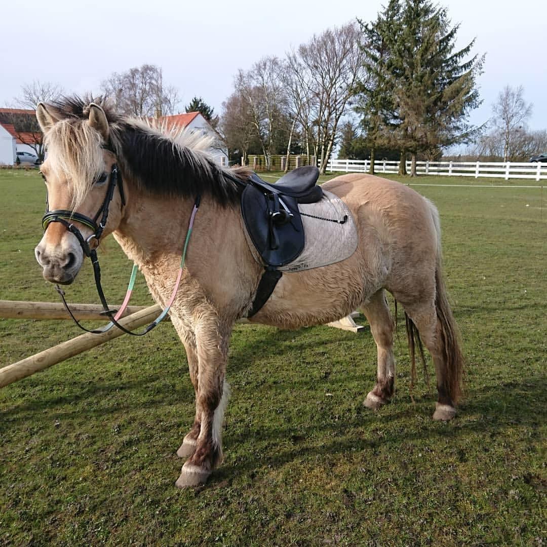 Anden særlig race Fresia billede 18