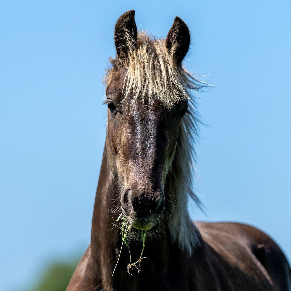 Barockpinto Egelys Sir Rickon billede 3