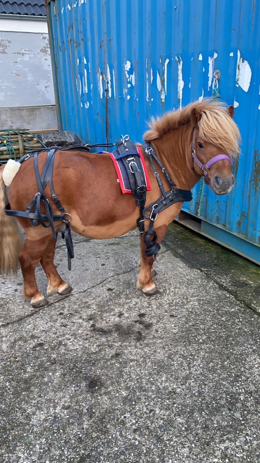 Shetlænder Skovbrynets hügo billede 13