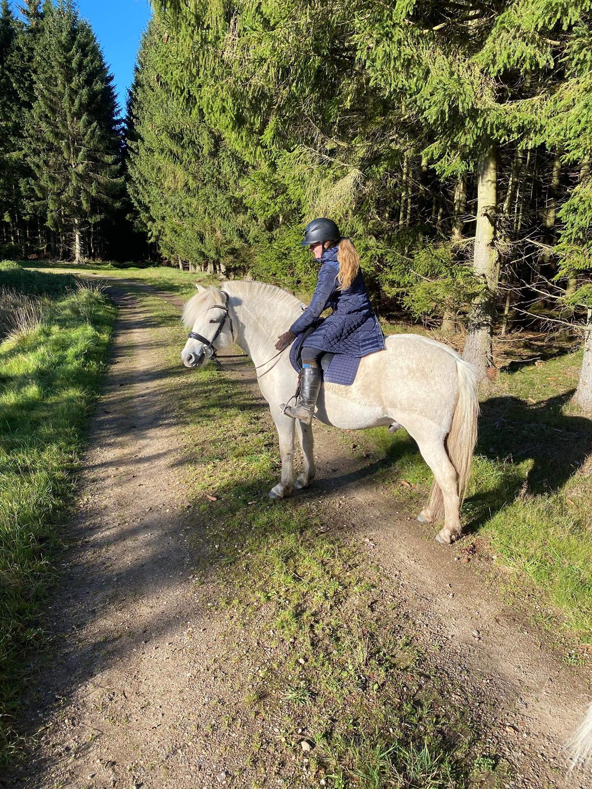 Fjordhest Søndermarkens Frey - Efteråret 2023. På tur med Julie og Elvira. billede 15