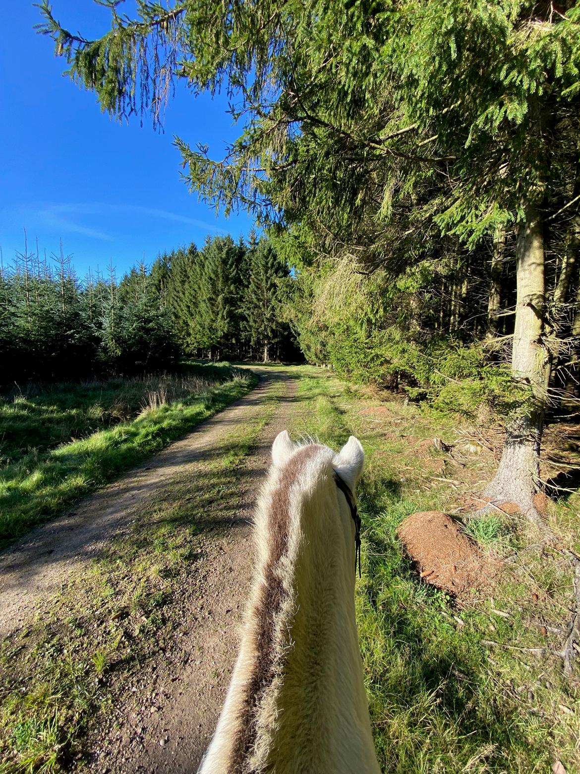 Fjordhest Søndermarkens Frey billede 16