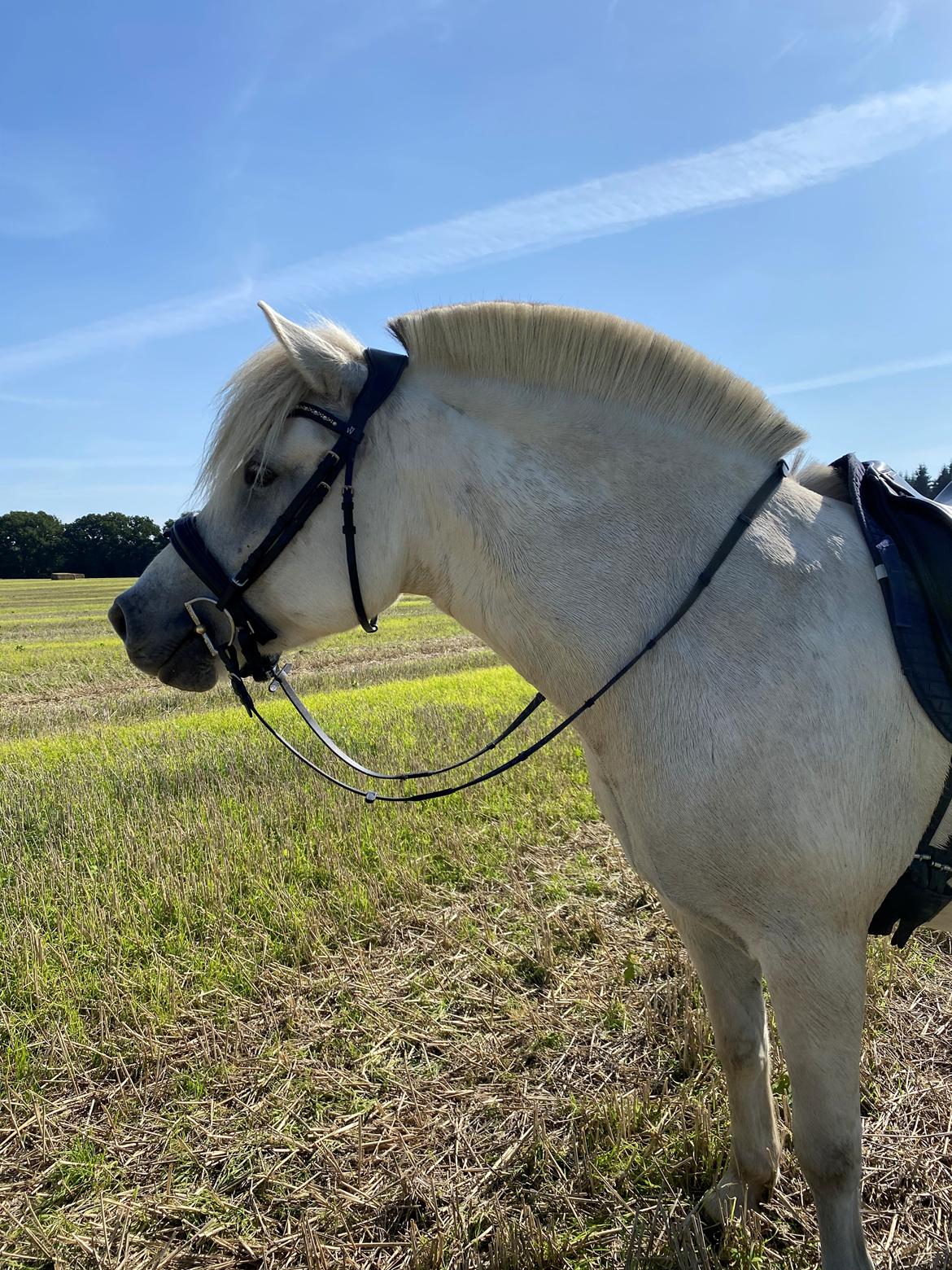 Fjordhest Søndermarkens Frey - Fra første galop på stubmark. Det var hårdt men sjovt synes han! Sommeren 2023 billede 17