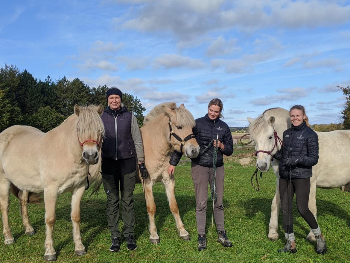 Fjordhest Søndermarkens Frey - På agility-bane med gode veninder (for både Frey og jeg), 2022. billede 18