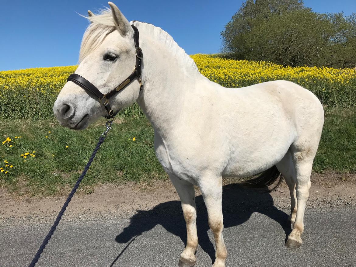 Fjordhest Søndermarkens Frey - 3-års fødselsdag billede 19