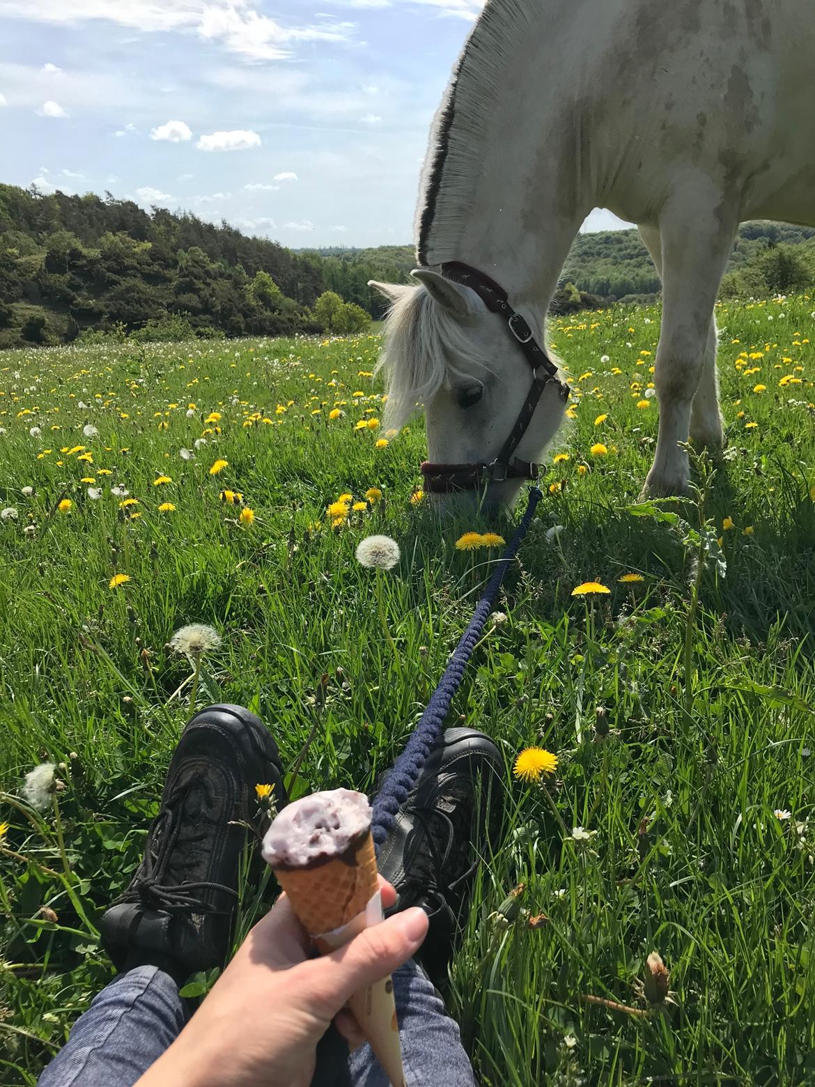 Fjordhest Søndermarkens Frey - 2022 billede 20