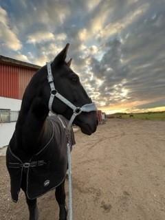 Schweres Warmblut Grønbæks Elmo billede 4