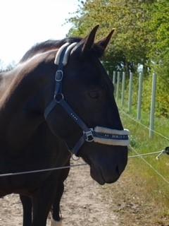 Schweres Warmblut Grønbæks Elmo billede 8