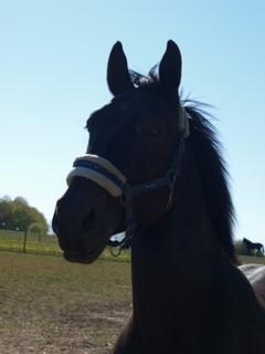 Schweres Warmblut Grønbæks Elmo billede 9