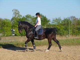 Schweres Warmblut Grønbæks Elmo billede 10