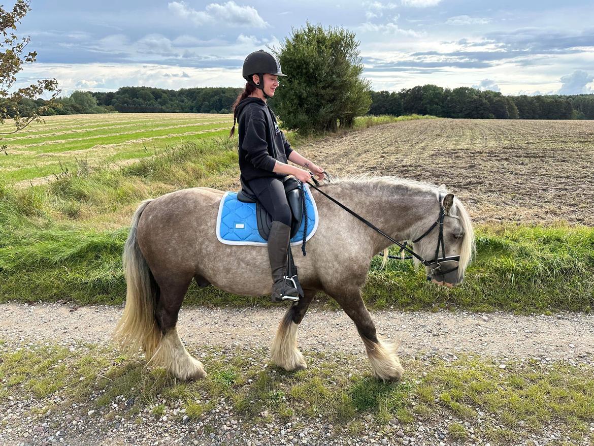 Irish Cob Nydal's Snowman billede 1