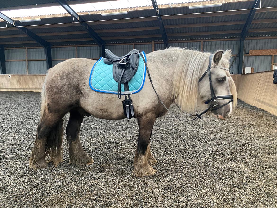 Irish Cob Nydal's Snowman billede 3