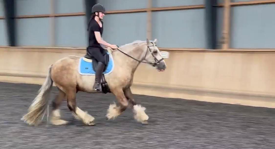 Irish Cob Nydal's Snowman billede 4