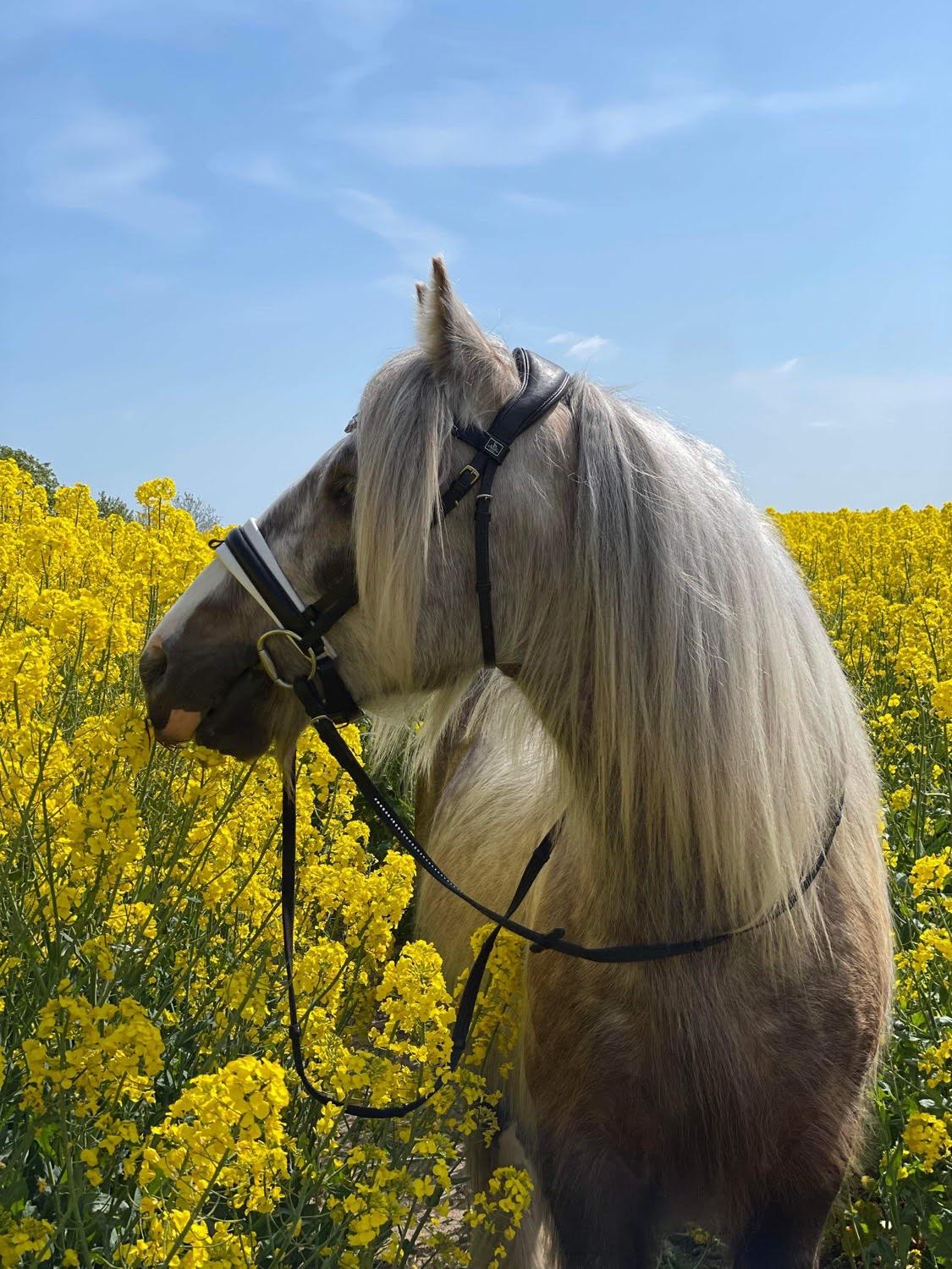 Irish Cob Nydal's Snowman billede 6