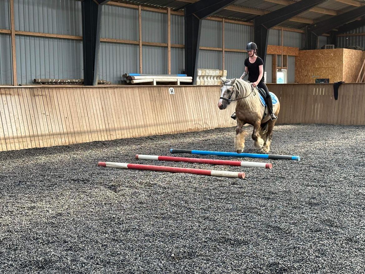Irish Cob Nydal's Snowman billede 5