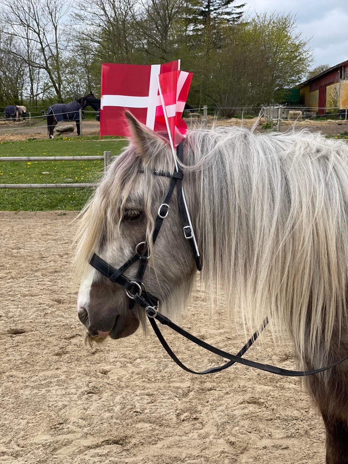 Irish Cob Nydal's Snowman billede 7