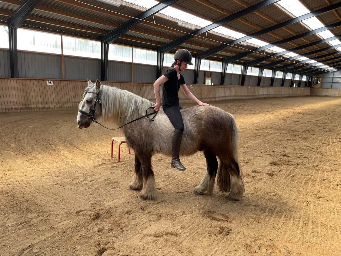 Irish Cob Nydal's Snowman billede 8