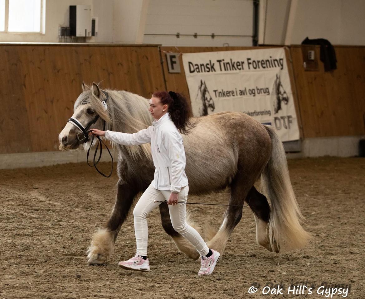 Irish Cob Nydal's Snowman billede 9