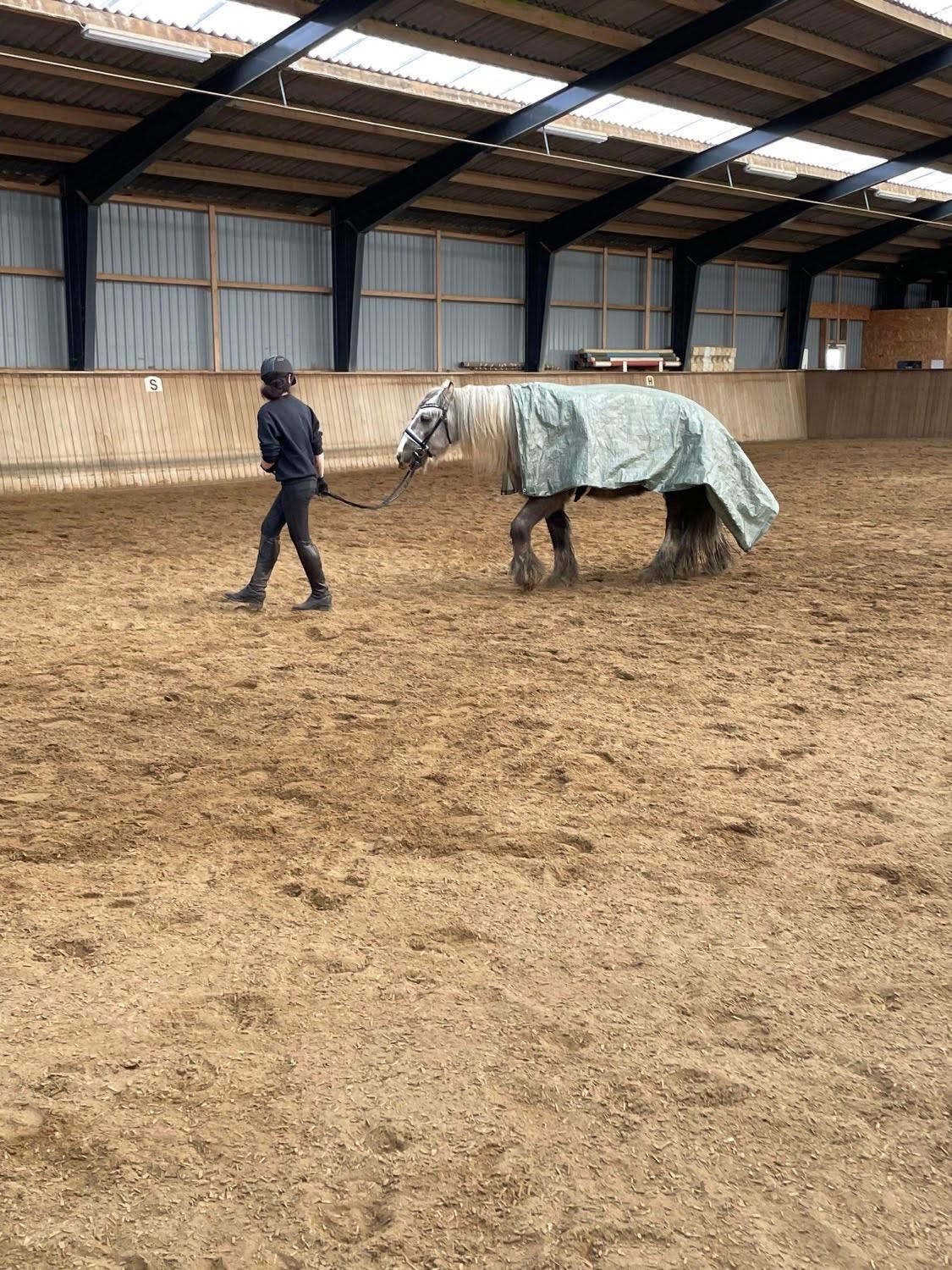 Irish Cob Nydal's Snowman billede 10