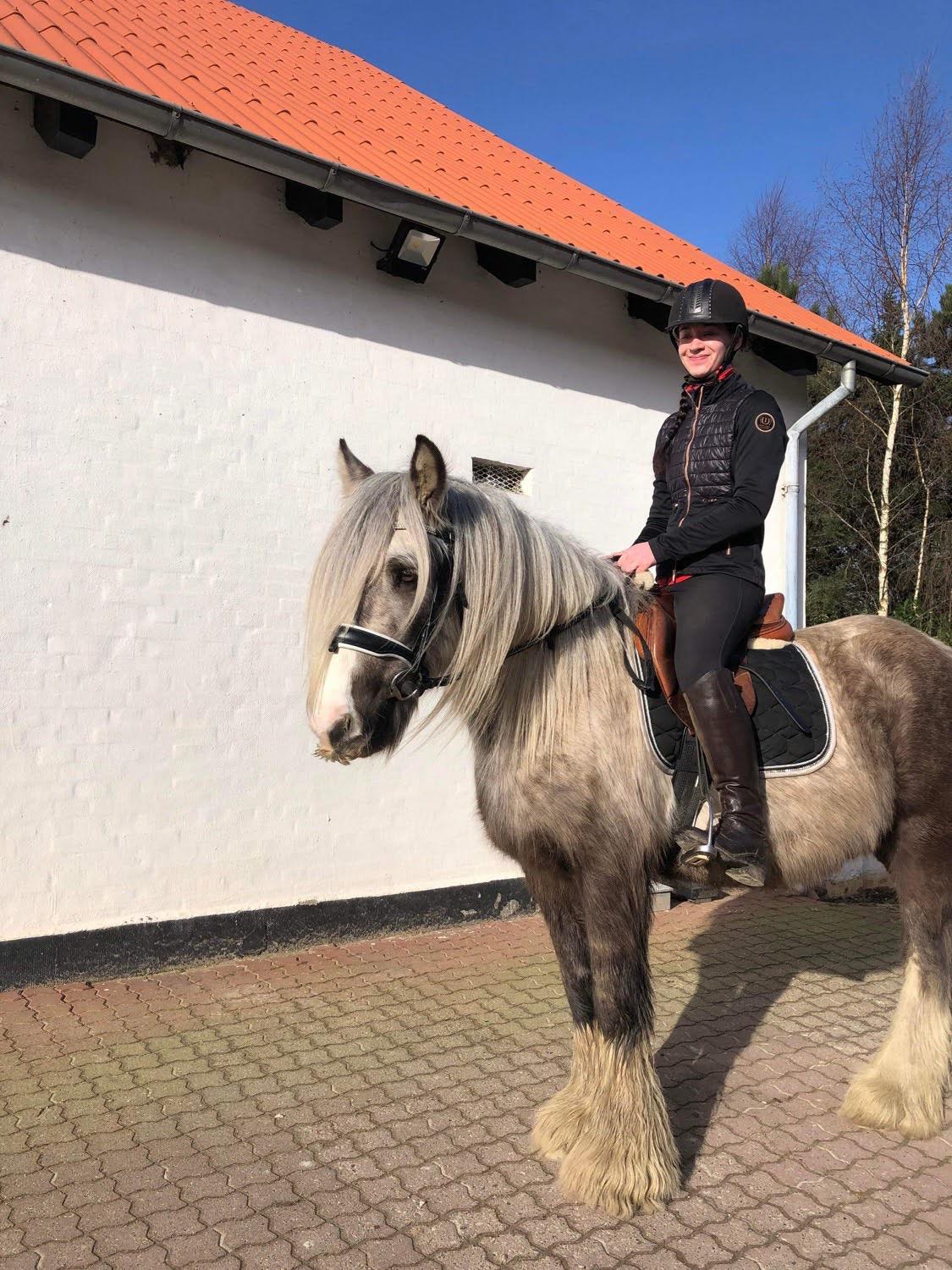 Irish Cob Nydal's Snowman billede 11