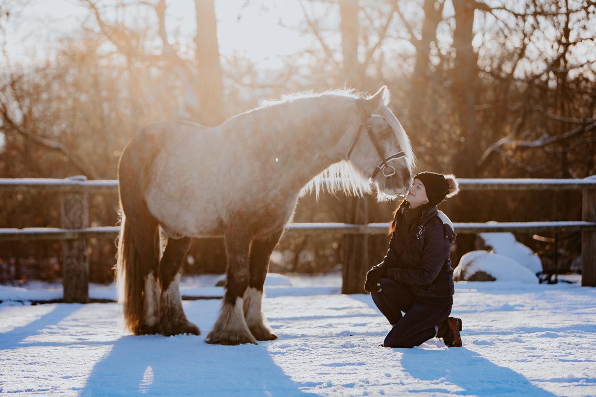 Irish Cob Nydal's Snowman billede 14