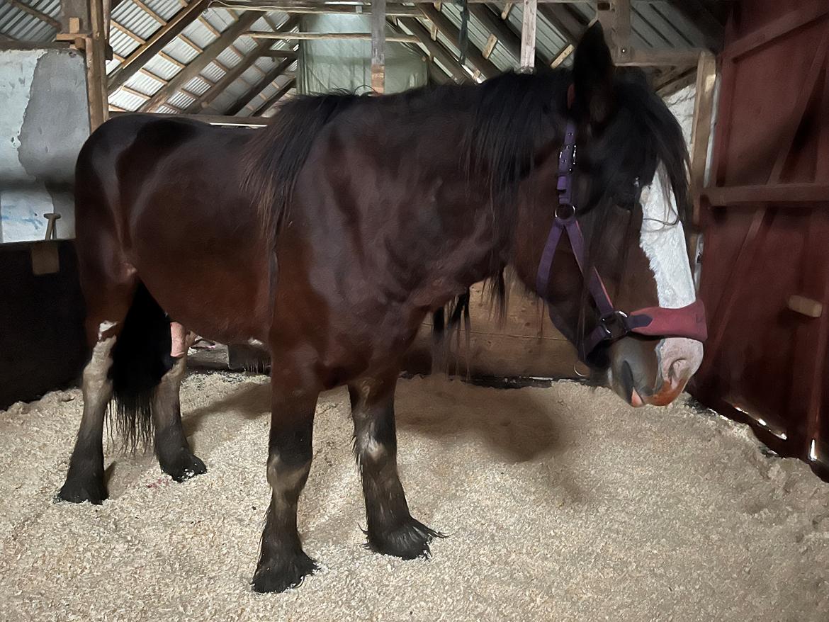 Shire Vesterbjergs Big Bay Conrad billede 13