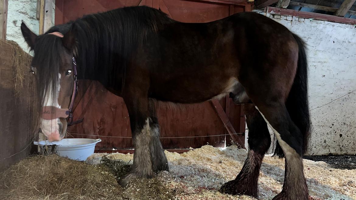 Shire Vesterbjergs Big Bay Conrad billede 15