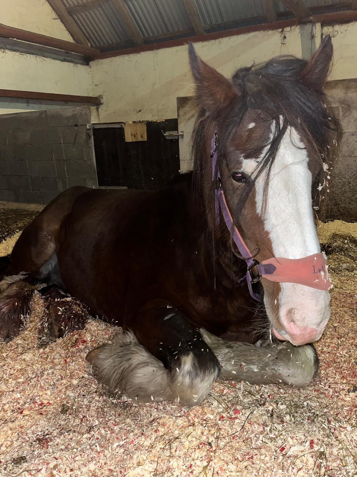 Shire Vesterbjergs Big Bay Conrad billede 14