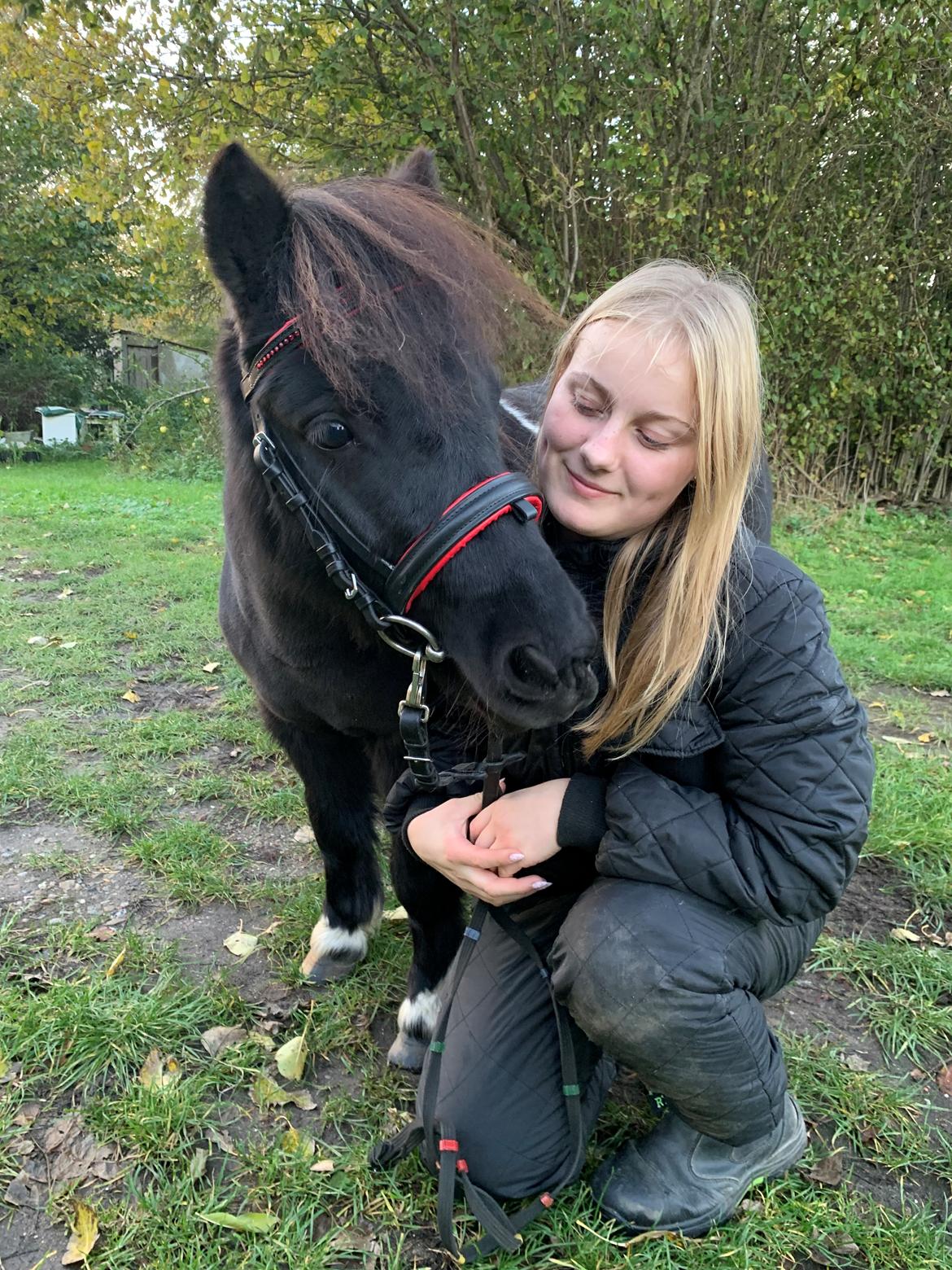 Shetlænder Veldt’s Hope Of Dreams billede 12