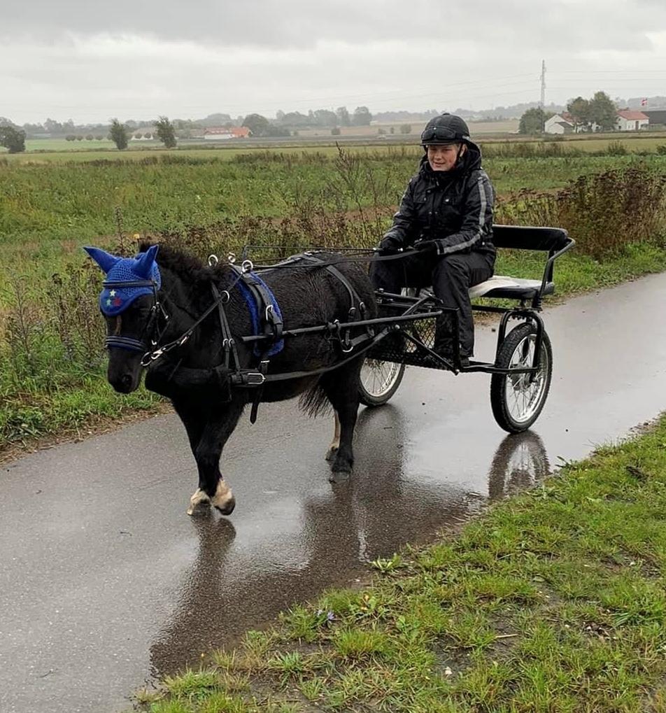 Shetlænder Veldt’s Hope Of Dreams billede 15