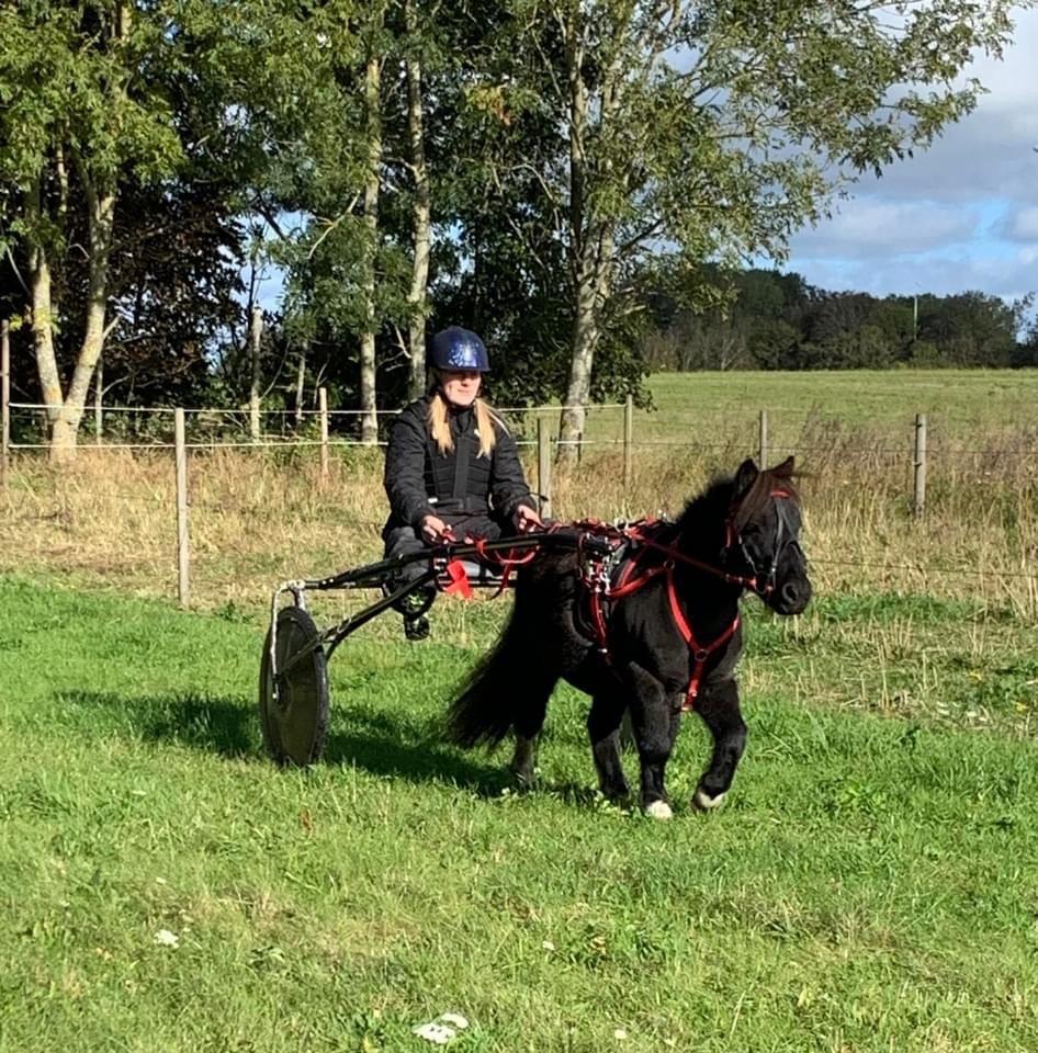 Shetlænder Veldt’s Hope Of Dreams billede 13