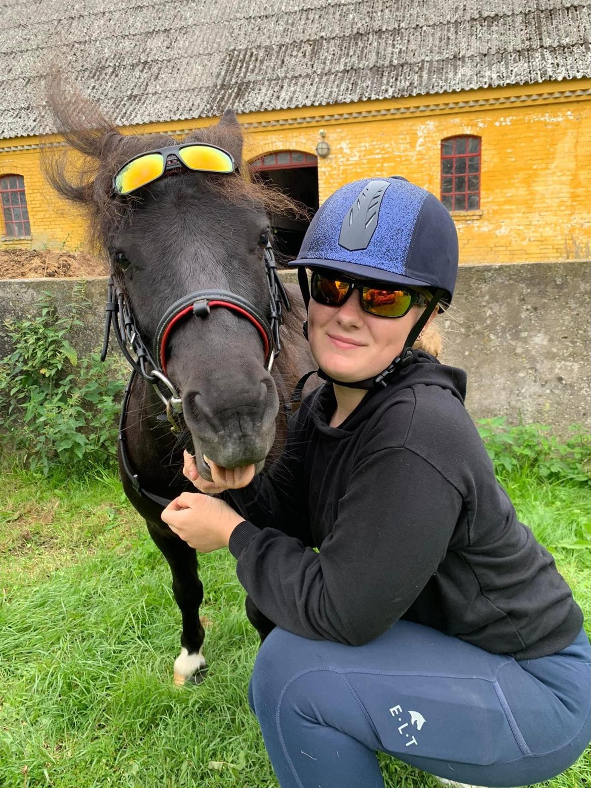 Shetlænder Veldt’s Hope Of Dreams billede 19