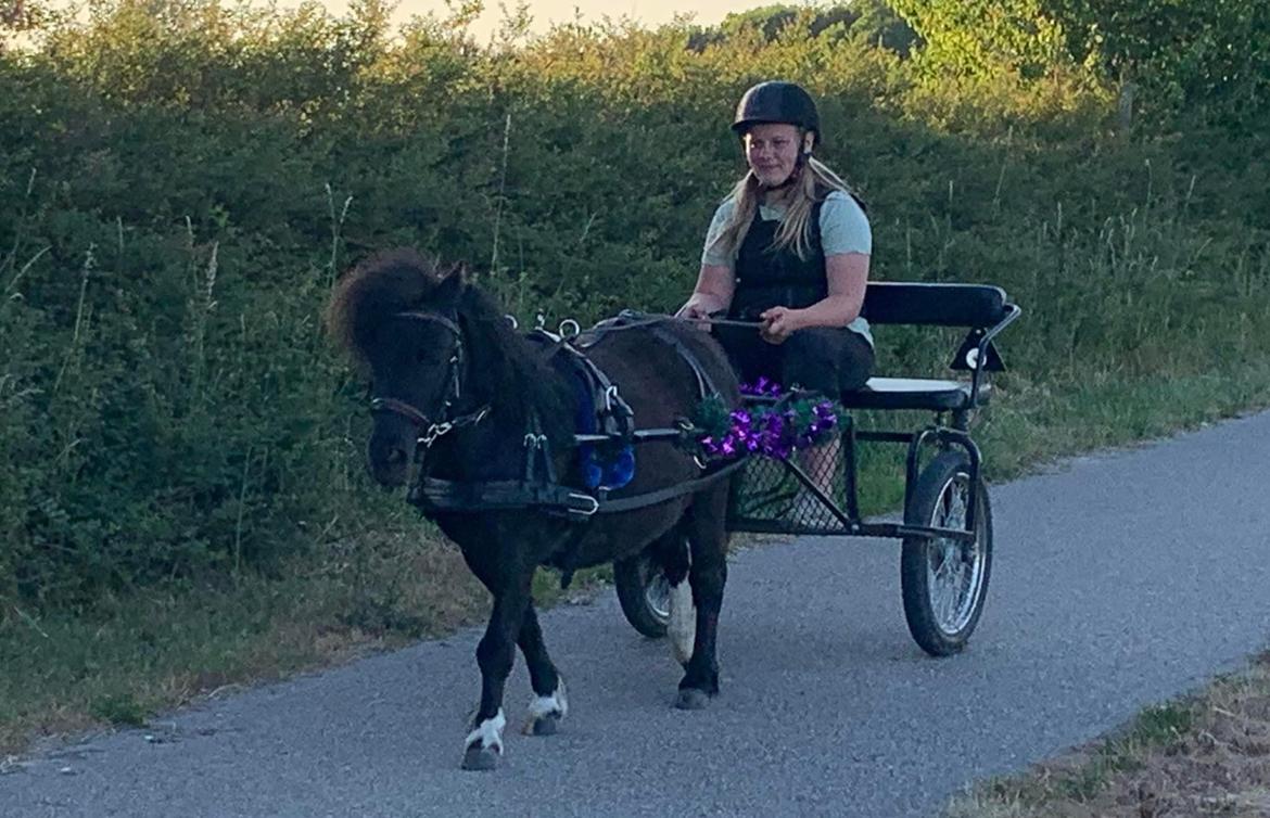 Shetlænder Veldt’s Hope Of Dreams billede 20