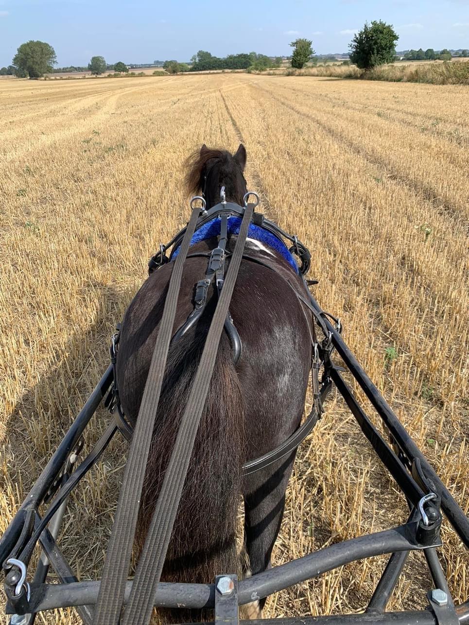 Shetlænder Veldt’s Hope Of Dreams billede 18