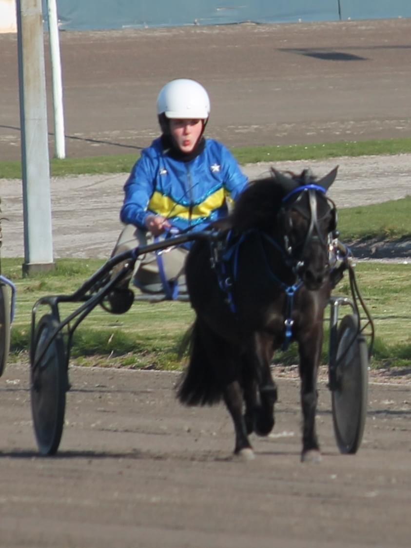 Anden særlig race Sandy - Ponytrav billede 14